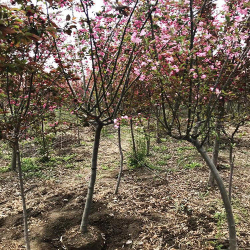 高杆樱花树