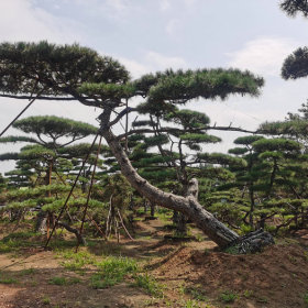 山东造型松,泰安造型松,泰安造型景松