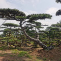 山东造型松,泰安造型松,泰安造型景松