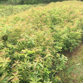 地径1.5公分木荷苗 高150公分木荷小苗 木荷小苗基地