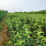 瑞香红苹果苗怎么样 瑞香红苹果介绍