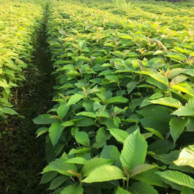 供应喜树小苗 喜树小苗价格 喜树基地种植