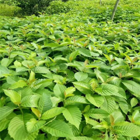 喜树小苗价格 基地直销 喜树绿化小苗