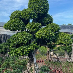 小叶榕桩景  造型小叶榕桩头 福建小叶榕盆栽基地