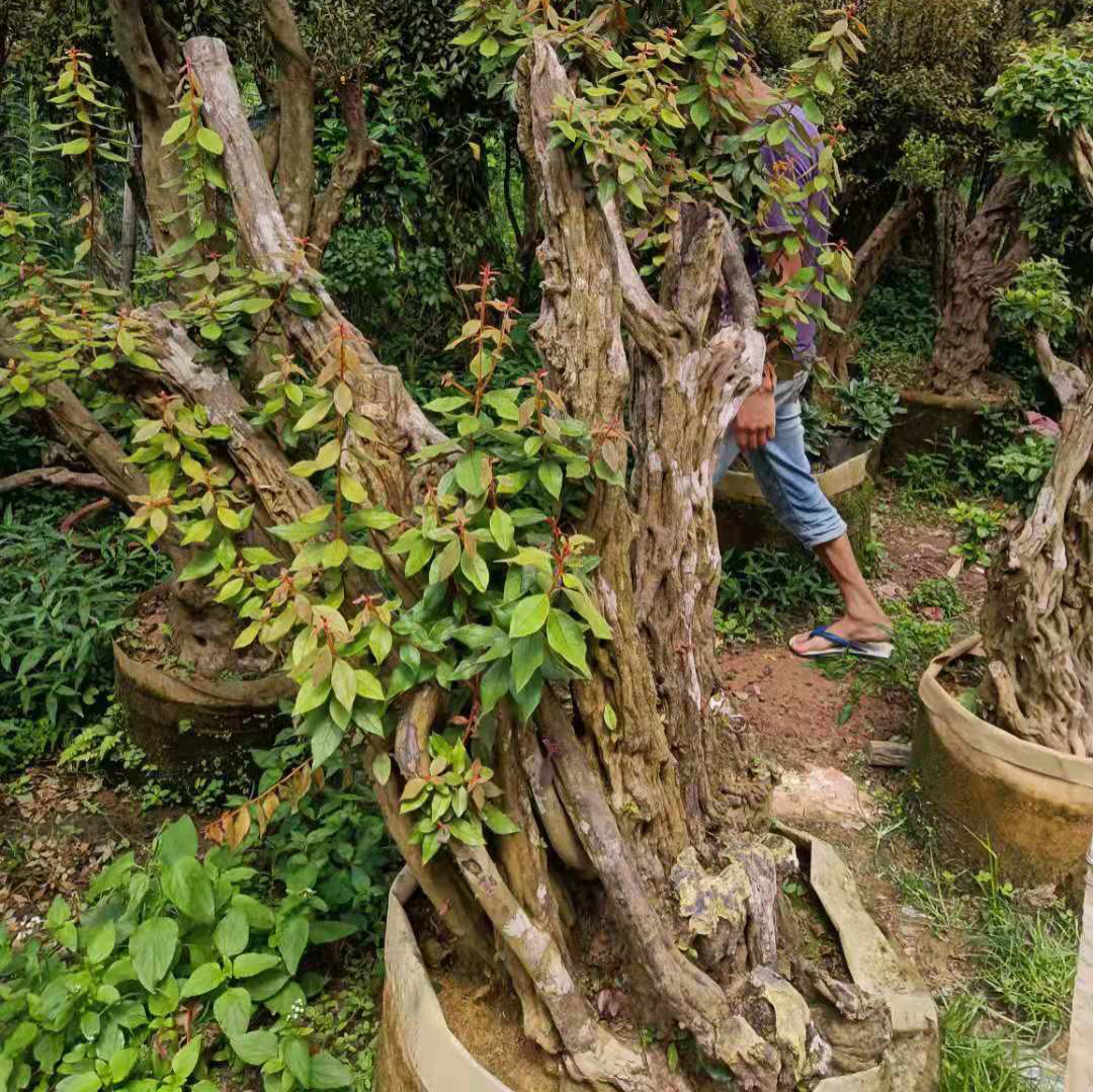 福建杜鹃花批发基地图片