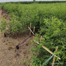 沾化冬枣树苗种植产地 来丰田园艺场选购 二年冬枣苗实惠