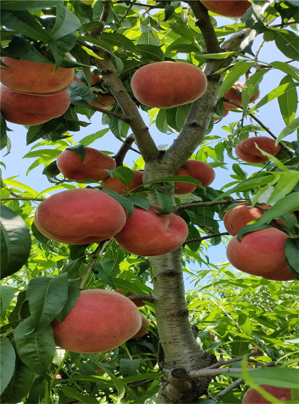 奶油蟠桃樹苗