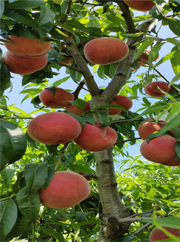 风味油蟠桃苗