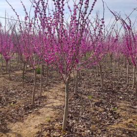 沭陽苗圃批發(fā)1米以上紫荊小苗價格參考