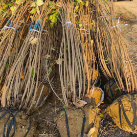 綠化種植叢生紫荊價格-圖片-規(guī)格