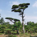 泰安造型松，泰安造型景松，泰安迎客松，泰安平頂松