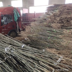 适合山地种植的果树苗 选2年生梨树苗 田骏园艺梨苗基地