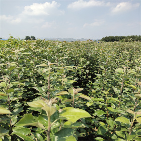 今年更新地嫁接梨树苗 病害少缓苗快 山东梨树苗种植厂家