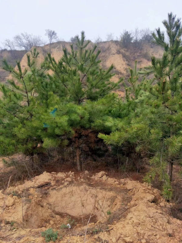 3米5油松價格