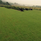 馬尼拉草坪草皮 運動場地草坪 市政綠化公園耐踐踏草坪草皮