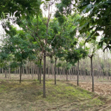 欒樹價格 欒樹產地 欒樹苗圃 欒樹花木基地