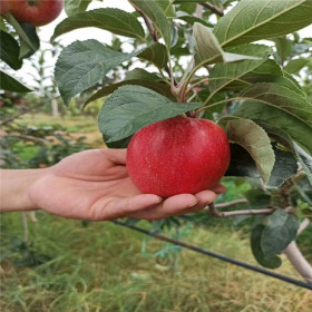 瑞香红苹果苗红色果皮 瑞香红苹果苗抗旱 根系好