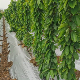 樱桃树苗批发市场 矮化樱桃树苗种植视频 3公分樱桃种植基地