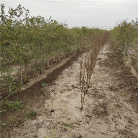 软籽石榴苗合适种植时间 田骏园艺场供2公分石榴苗抗寒缓冲强