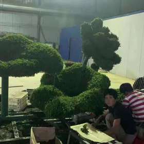 真植物景观雕塑制作厂家 园林绿雕成都雕塑厂制作