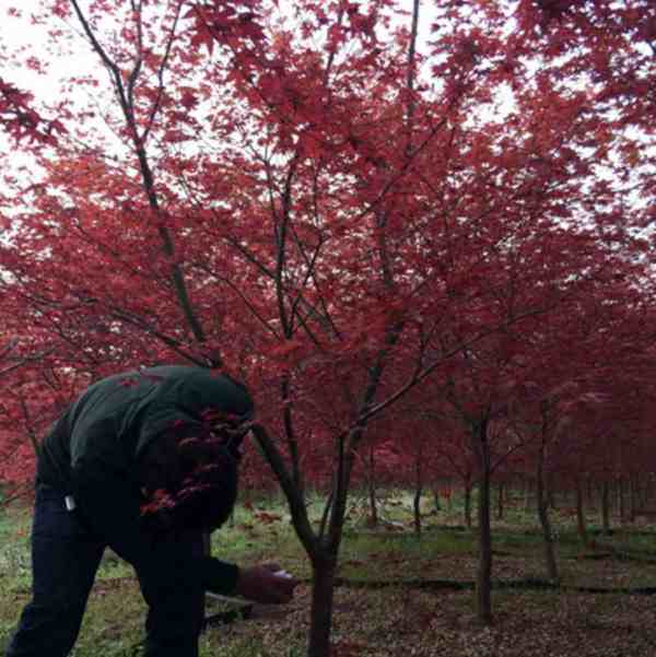 日本紅楓