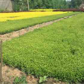 高40公分~1米小叶女贞出售   江苏小叶女贞种植基地