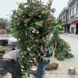 大量供應(yīng) 獨(dú)桿五彩錦帶 園林綠化植物 城市街道美化行道樹(shù)