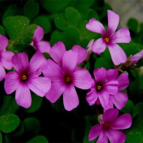 红花酢浆草价格  红花酢浆草批发  红花酢浆草沭阳基地