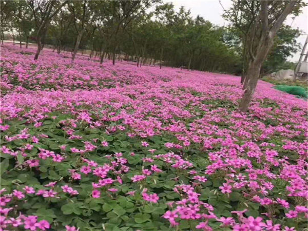 红花酢浆草