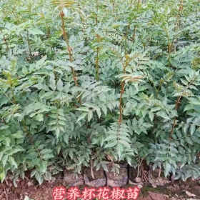 1年花椒苗联系电话 一年生大红袍花椒苗种植基地