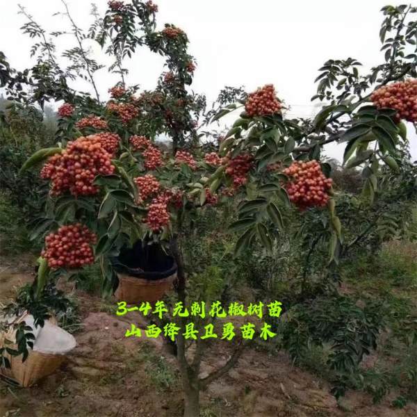 無刺花椒苗