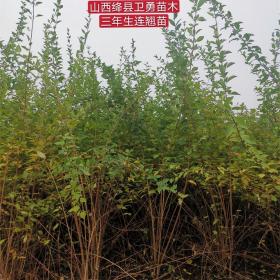 连翘苗种植几年收益？种植1-2-3年连翘苗几年结果？