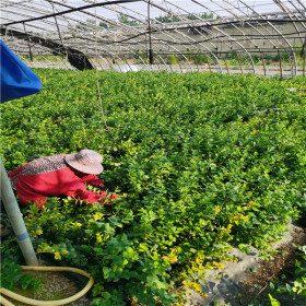 北高丛抗寒蓝莓品种 顶架蓝莓苗基地 顶架蓝莓苗新报价