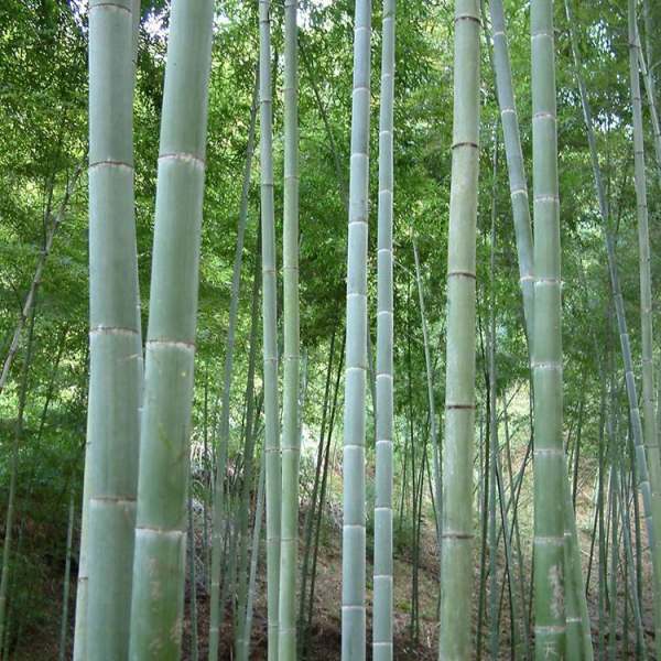 雷竹