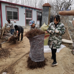 福晨樱桃三年苗 山东福晨樱桃苗多少钱一棵