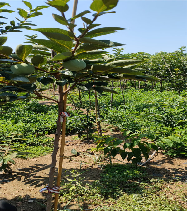 柿子树苗栽植时间