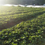 雪兔草莓苗哪里賣(mài)的價(jià)格便宜 雪兔草莓苗泰安育苗基地