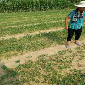 奶油口味草莓苗哪里有卖 奶油草莓苗山东育苗基地