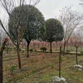 桂花树种植基地批发价供应，四季常青的桂花树工程苗