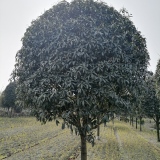 桂花树种植基地现货批发八月桂高分支行道树出售