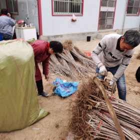 萨红樱桃苗多少钱一棵 产地低价直销