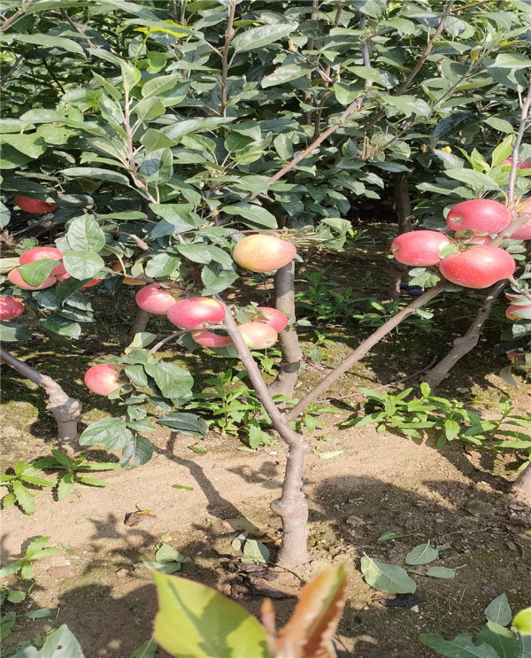 瑞雪苹果苗