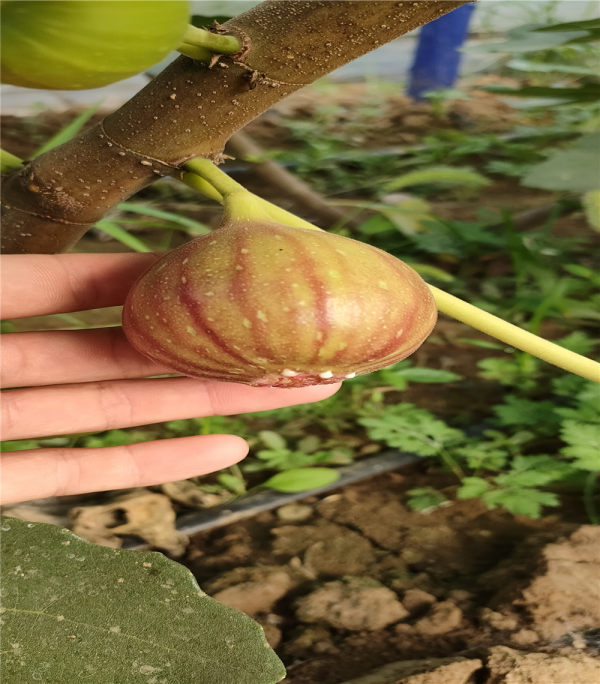 無(wú)花果樹(shù)