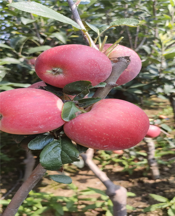 苹果树苗品种