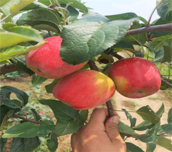 苹果树苗种植方法