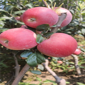 矮化苹果树苗 矮化苹果树基地 矮化苹果结果早 丰产性高