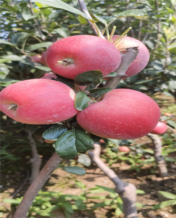 矮化苹果树