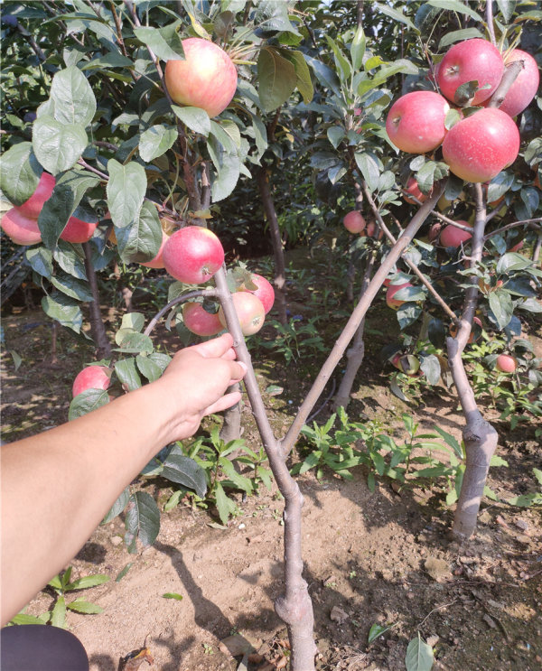 矮化苹果树