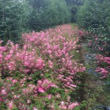 40-100公分香水合欢批发价格  香水合欢种植技术