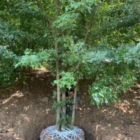 3米高丛生三角枫哪里有卖  江苏丛生三角枫基地供应